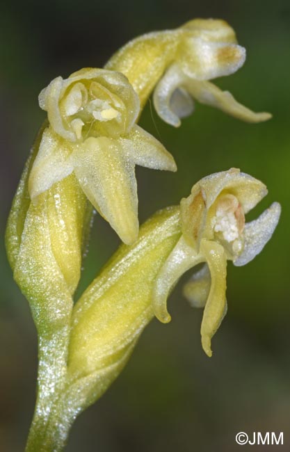 Platanthera oligantha