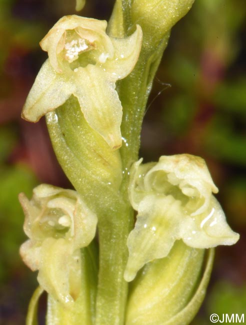 Platanthera oligantha
