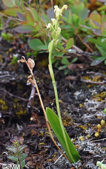 Platanthera oligantha