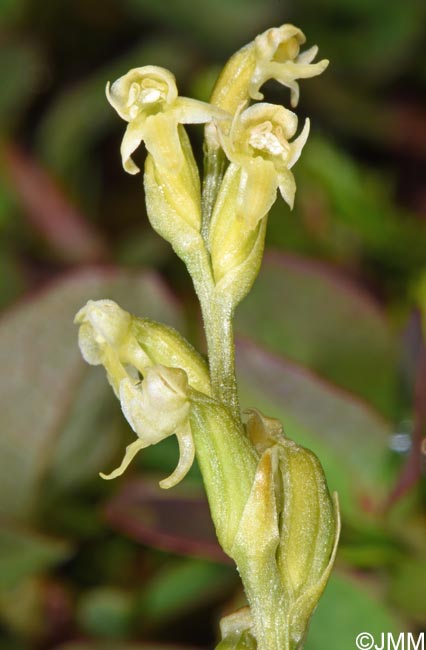Platanthera oligantha