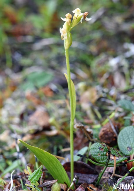 Platanthera oligantha