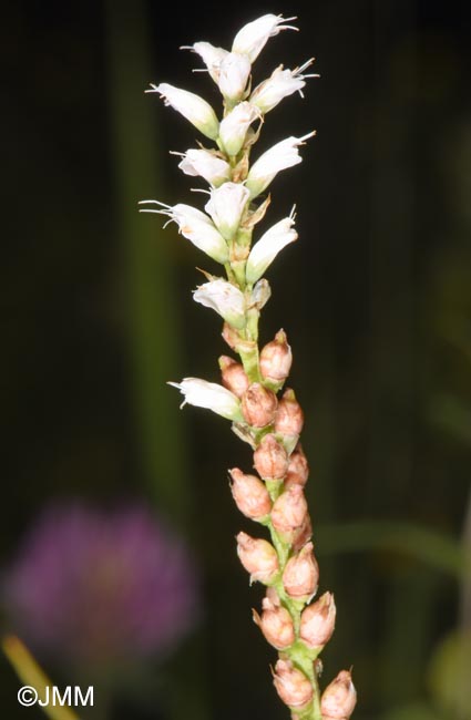 Polygonum viviparum