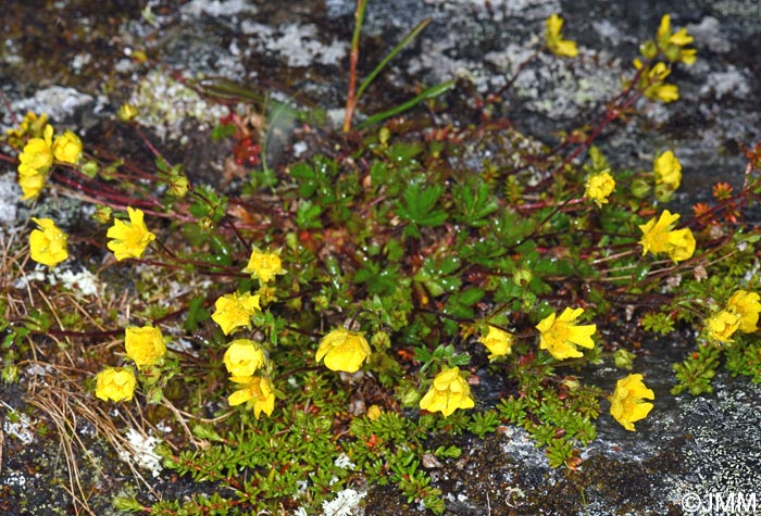 Potentilla crantzii