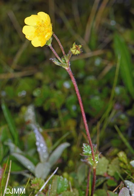 Potentilla crantzii