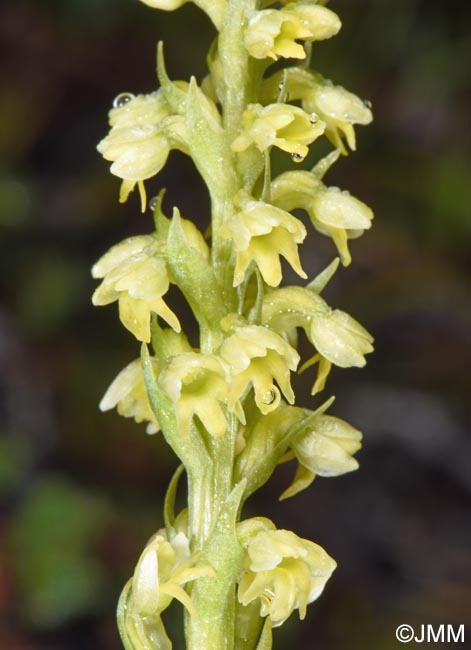 Pseudorchis straminea
