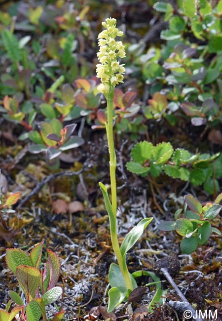 Pseudorchis straminea