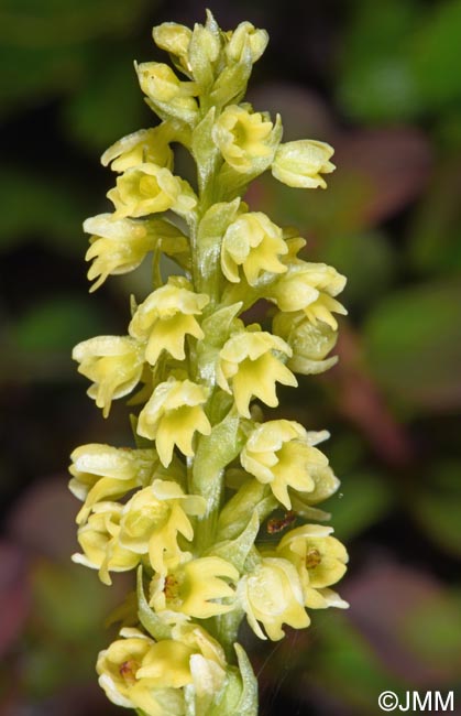 Pseudorchis straminea