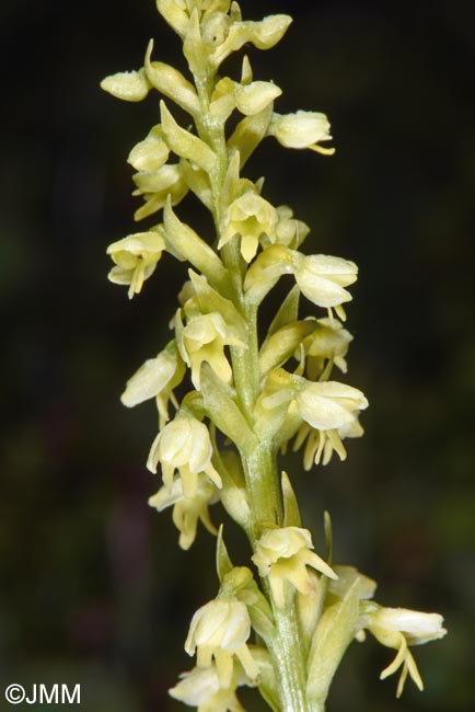 Pseudorchis straminea