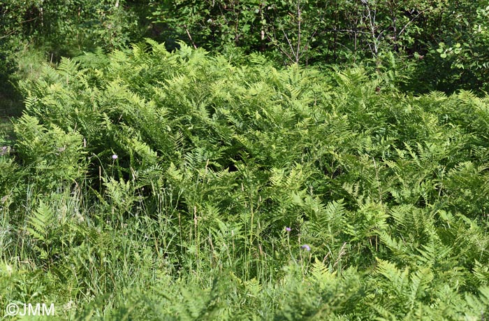 Pteridium aquilinum subsp. pinetorum