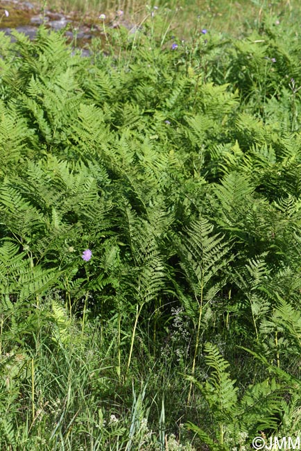 Pteridium aquilinum subsp. pinetorum