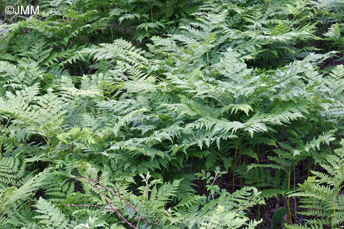 Pteridium aquilinum subsp. pinetorum