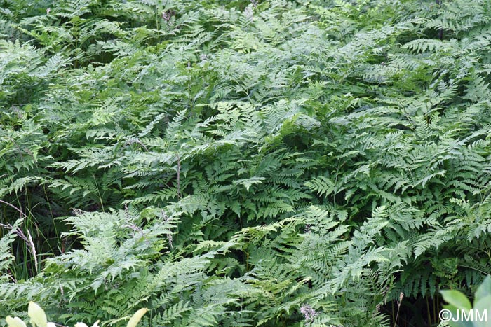Pteridium aquilinum subsp. pinetorum