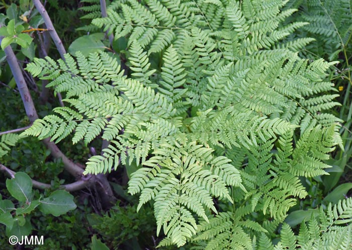 Pteridium aquilinum subsp. pinetorum
