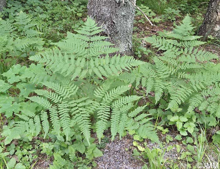 Pteridium aquilinum subsp. pinetorum