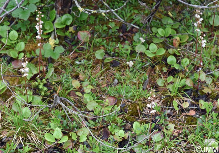 Pyrola rotundifolia subsp. norvegica