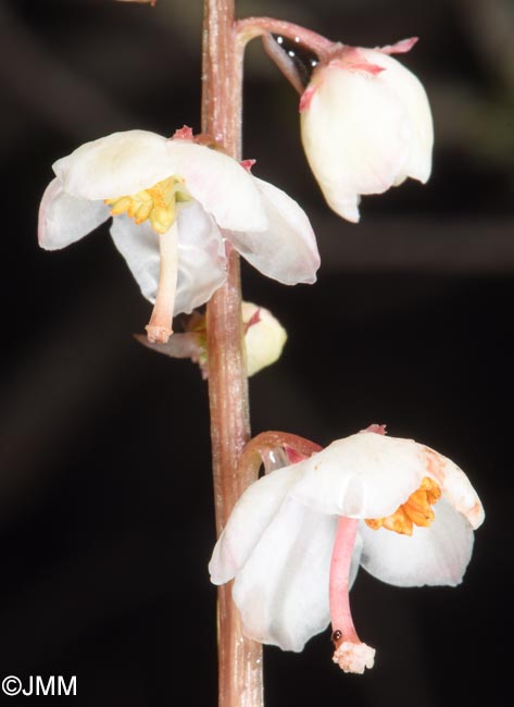 Pyrola rotundifolia subsp. norvegica