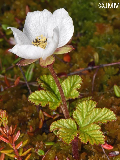 Rubus chamaemorus