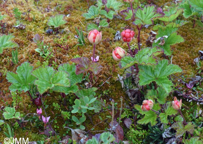 Rubus chamaemorus