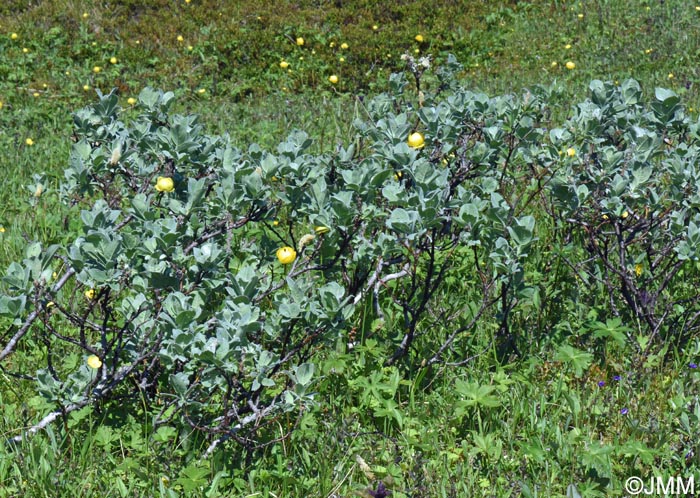 Salix lanata & Trollius europaeus