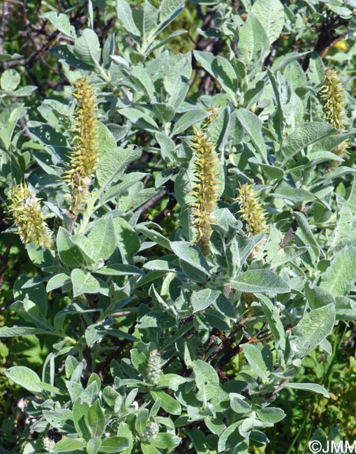 Salix lanata