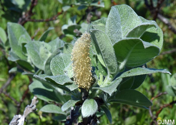 Salix lanata