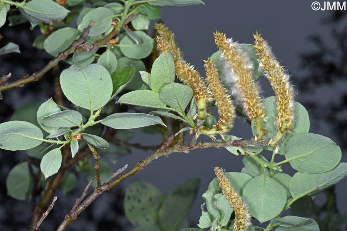 Salix lanata