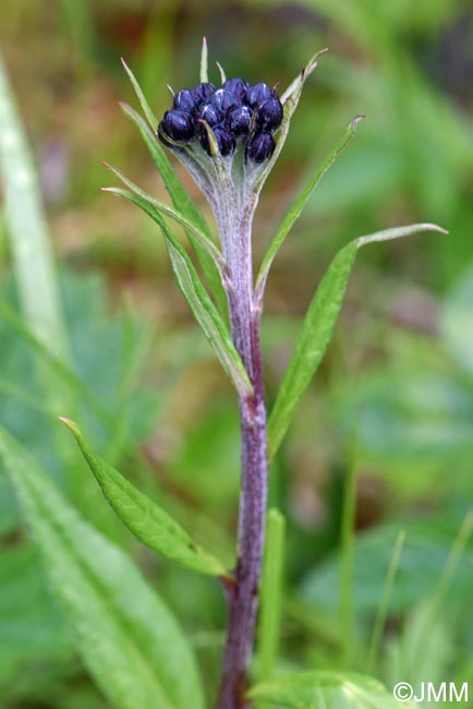 Saussurea alpina