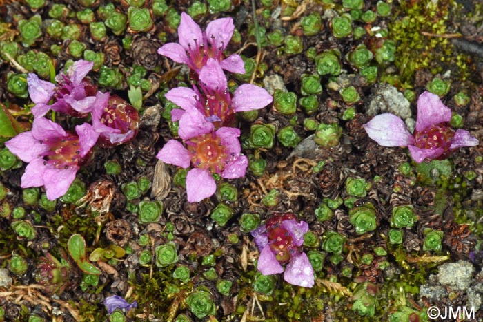 Saxifraga oppositifolia