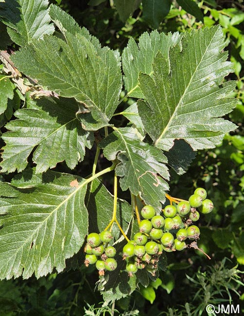 Scandosorbus intermedia
