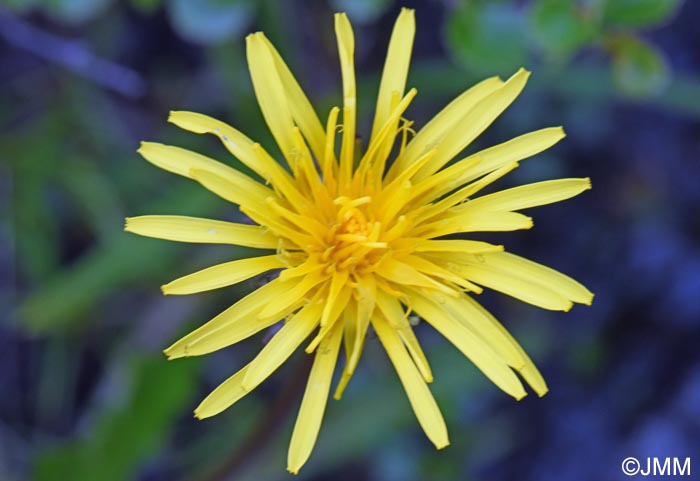 Taraxacum croceum