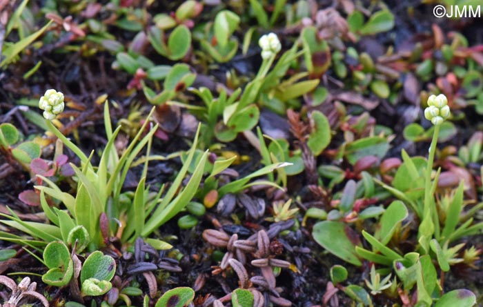 Tofieldia pusilla
