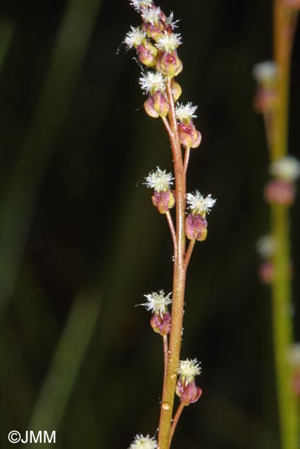 Triglochin palustris