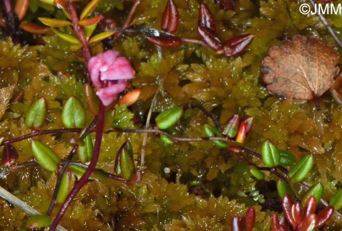 Vaccinium microcarpum