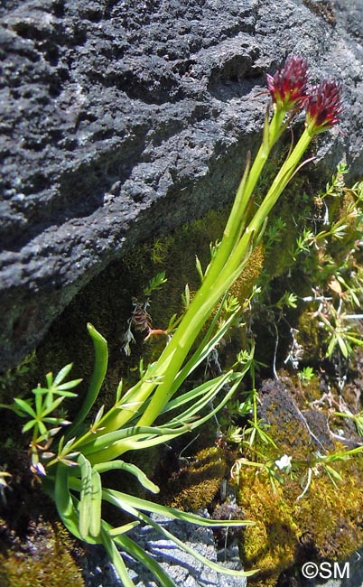 Gymnadenia rhellicani