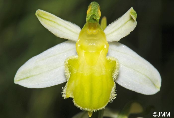 Ophrys apifera f. basiliensis