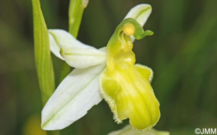 Ophrys apifera f. basiliensis