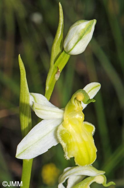 Ophrys apifera f. basiliensis