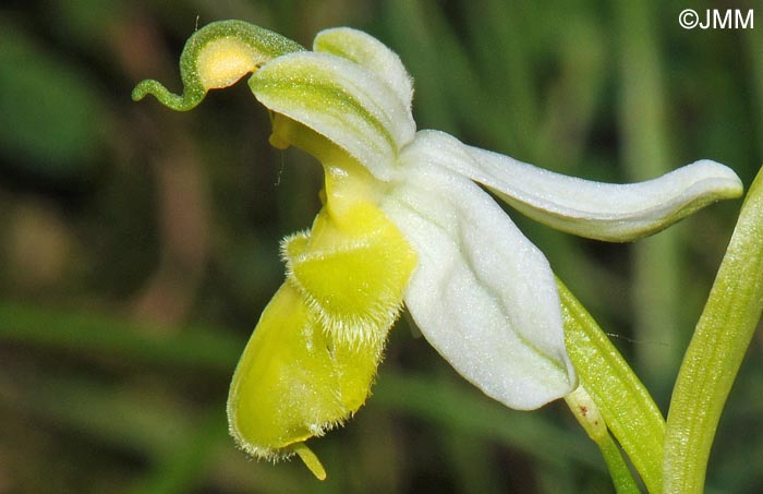 Ophrys apifera f. basiliensis