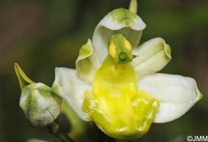 Ophrys apifera f. basiliensis