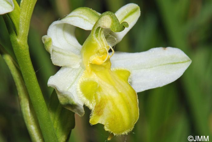Ophrys apifera f. basiliensis