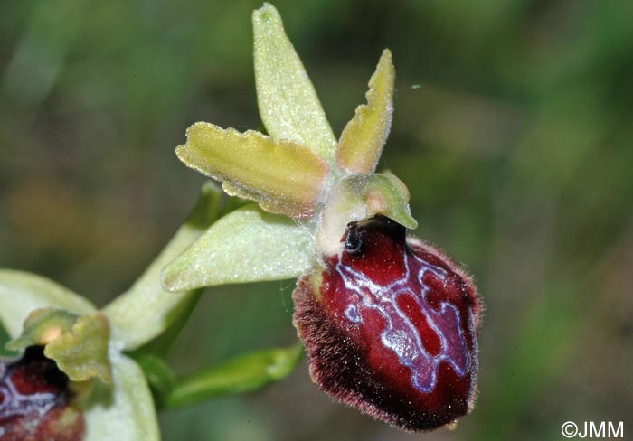 Ophrys maritima