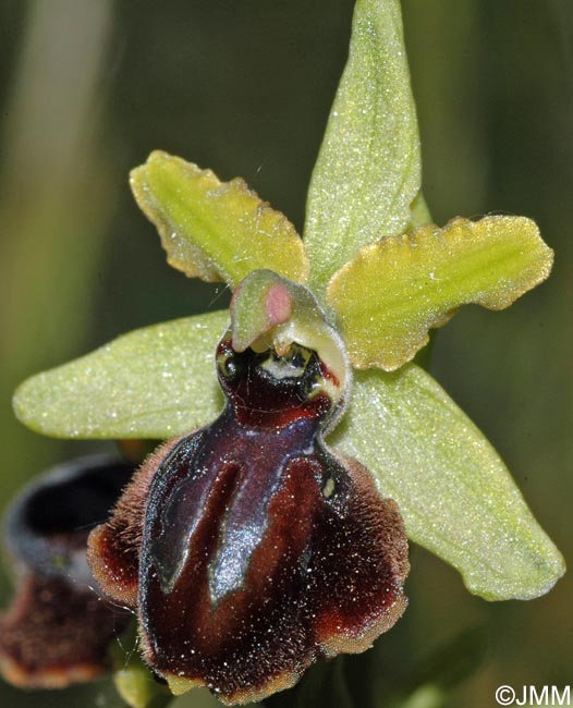 Ophrys maritima