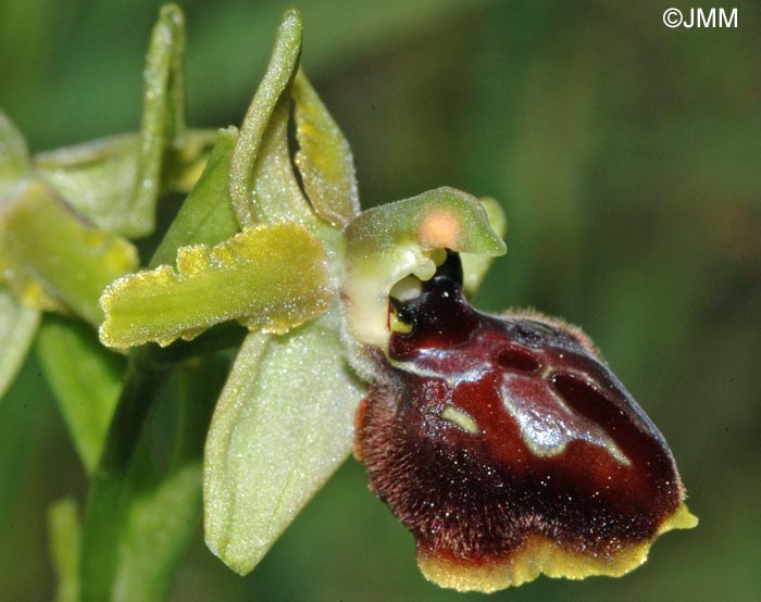 Ophrys maritima